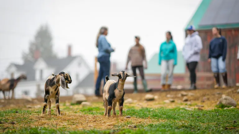 On April 14, University of New England Assistant Clinical Professor Emily Estell, M.P.H., RDN, LD, partnered with a local sheep-and-goat dairy farm in nearby Alfred to provide her nutrition students with an intimate, hands-on lesson in exactly how some local farmers work to support healthier food sources and a healthier planet.