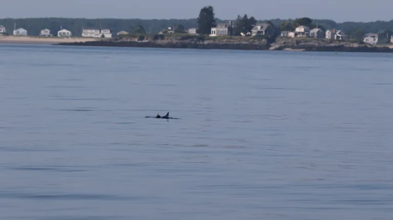UNE researcher fills gap in Gulf of Maine harbor porpoise data
