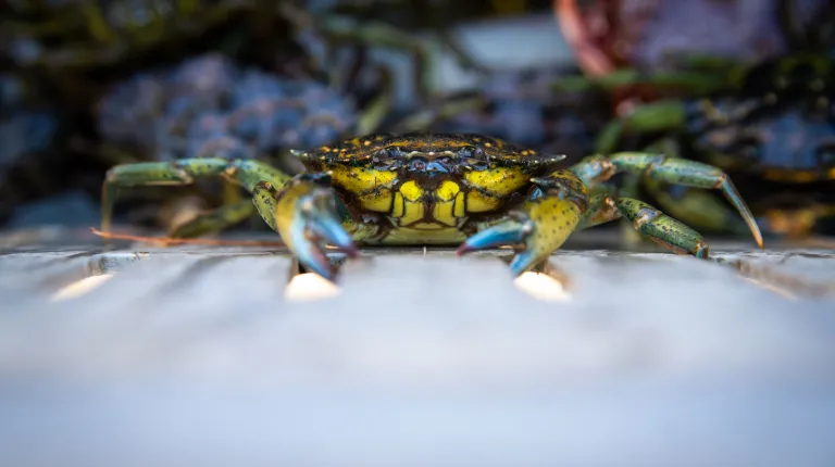 Close up of a green crab