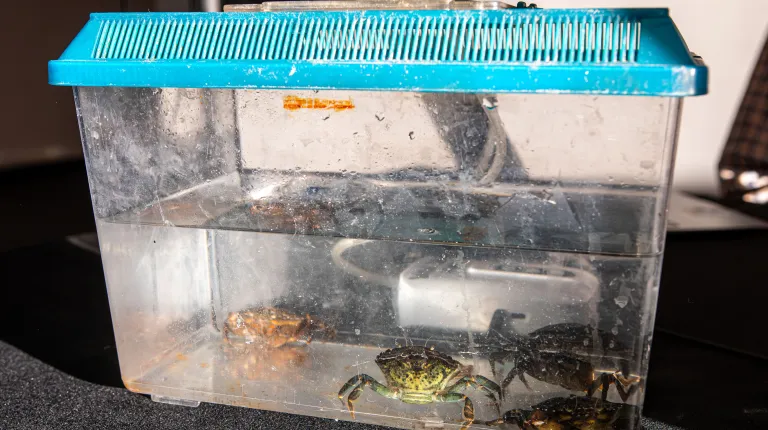 Green crabs in a small tank
