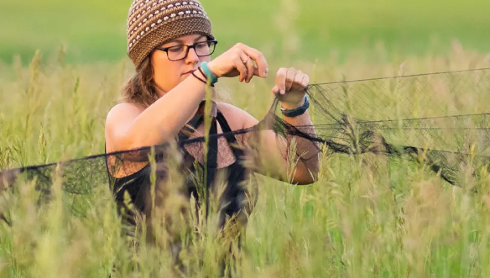 A U N E student adjusts some netting in a field