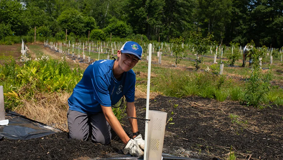 A boy tends to an American chestnut seedling