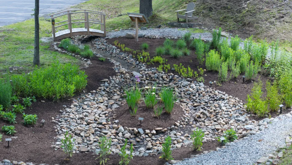 The rain garden with greenery, rocks, and bridge on the Biddeford Campus