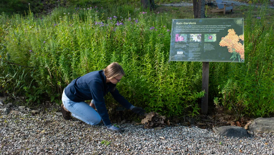 A U N E student works in the Biddeford campus rain garden