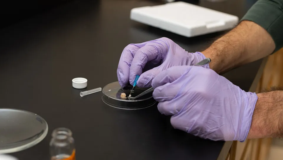 A close-up of hands in purple latex gloves working on a petri dish