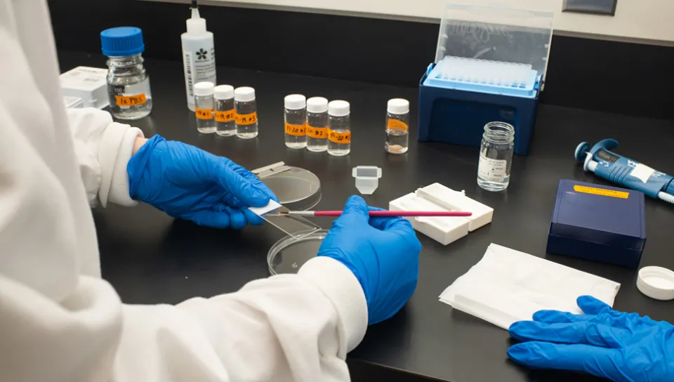 A close-up image of hands working using tools on bacteria in a petri dish