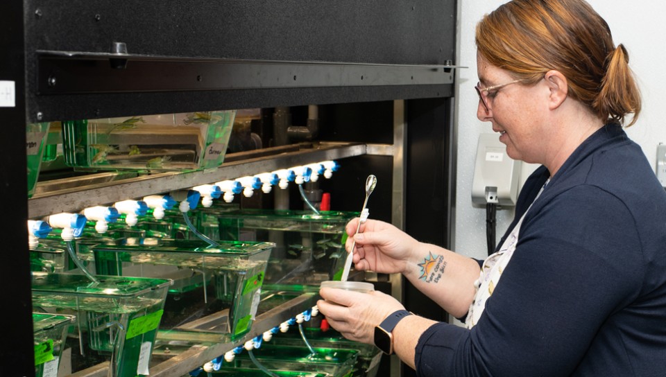 A faculty member working on a row of zebrafish tanks