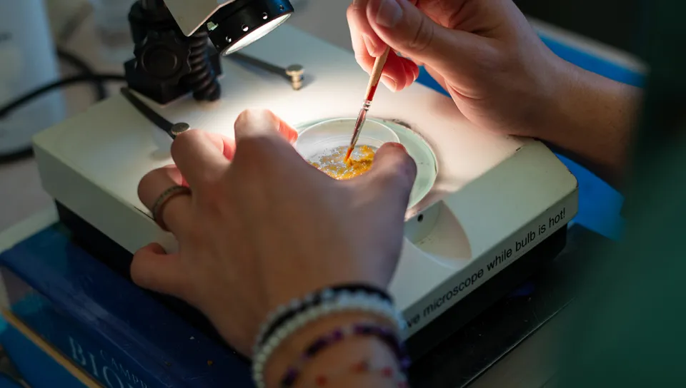 A close-up of hands preparing bacteria in a petri dish