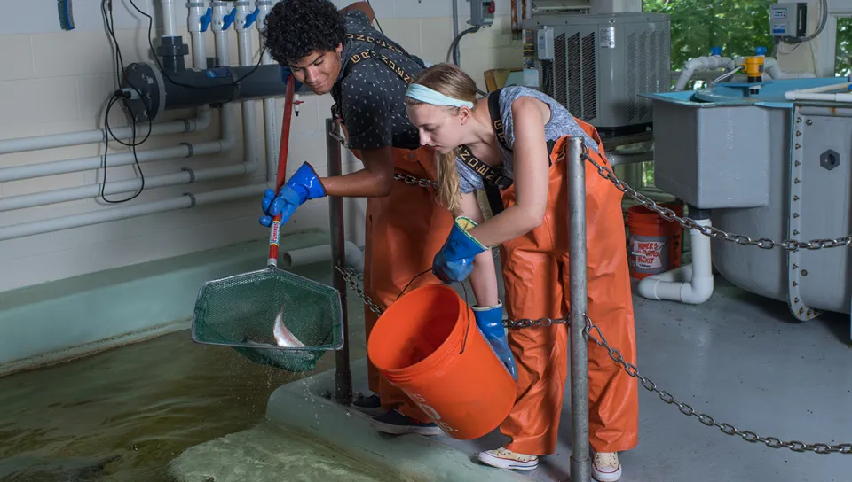 Two students in orange overalls catch fish with a skimmer net in the marine science center lab