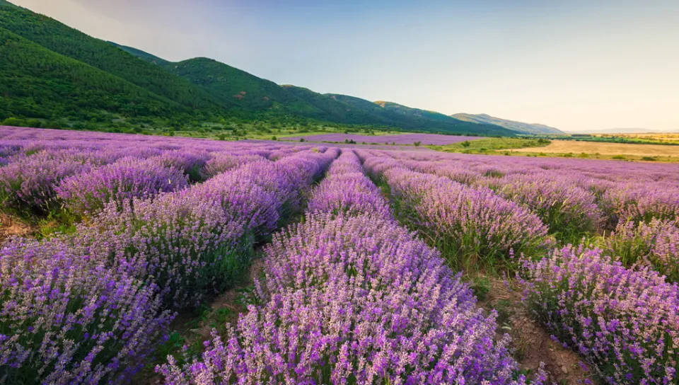Rows of purples flowers with green mountains in the background