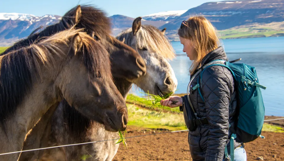A U N E student feeds three Icelandic horses