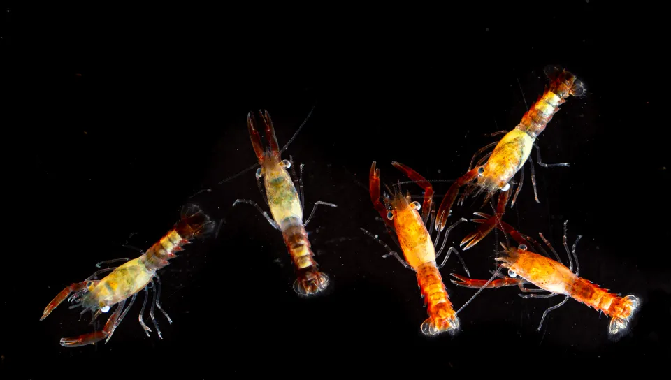 Five lobster larvae in various colors are seen through a dissecting microscope