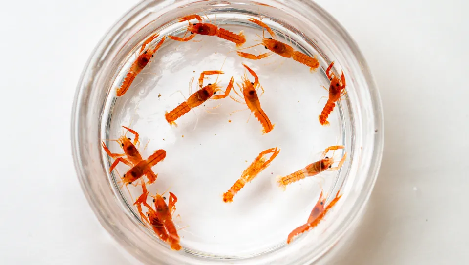 Over a dozen baby orange lobsters are seen in a petri dish