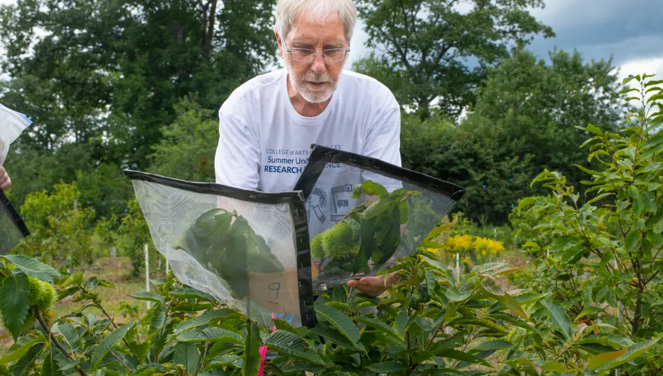 Tom Klak working on American chestnut tree research.
