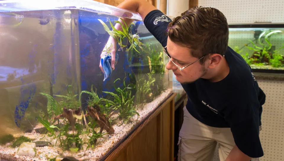 A student cleans the inside of an aquarium