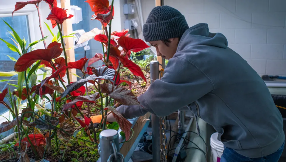A student working with a tall red plant in an aquaponics lab
