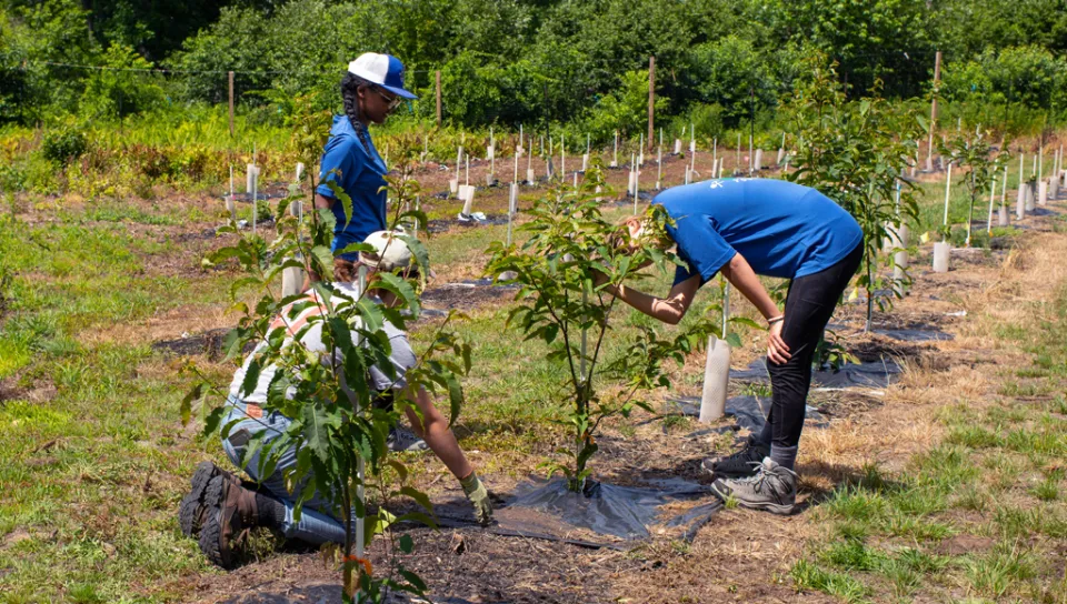 Three students work on planting chestnut trees outside
