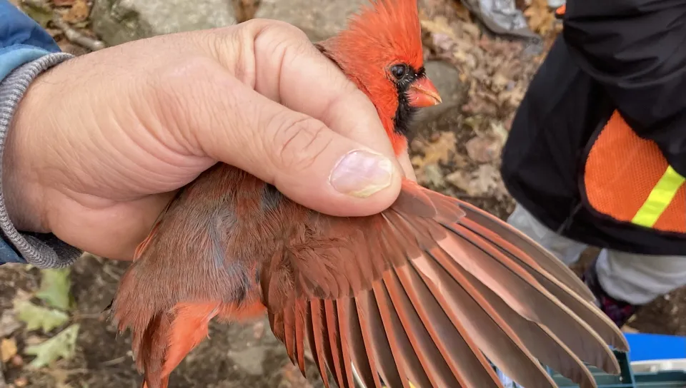 Professor Noah Perlut's class examines a cardinal's wing.