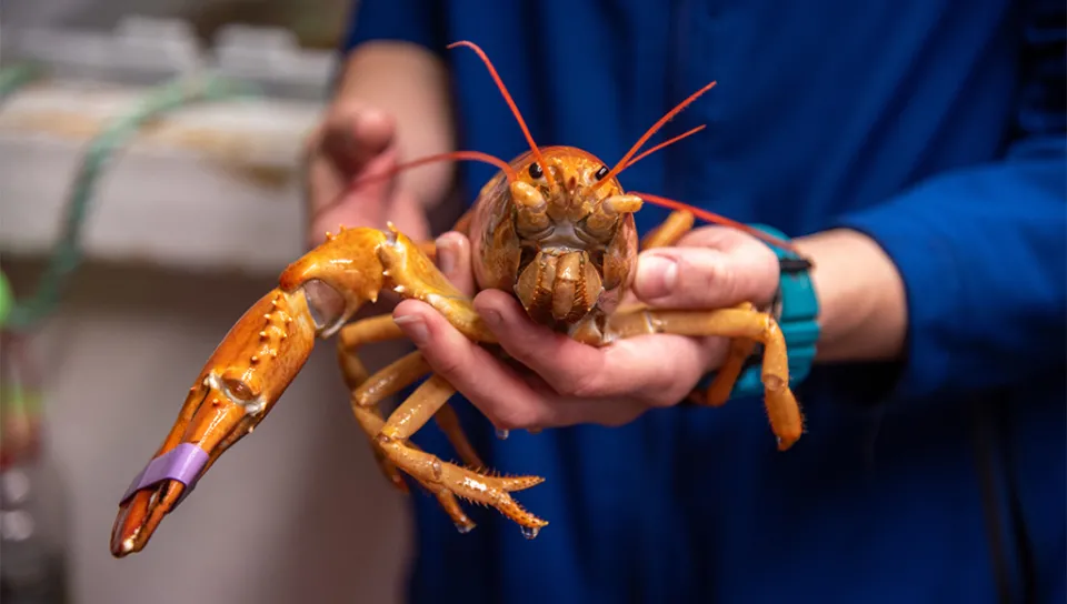 Peaches the lobster being held