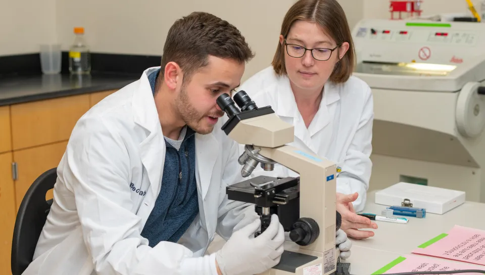 A UNE student looks into the microscope while changing nobs and another person overlooks while in the Becker lab.