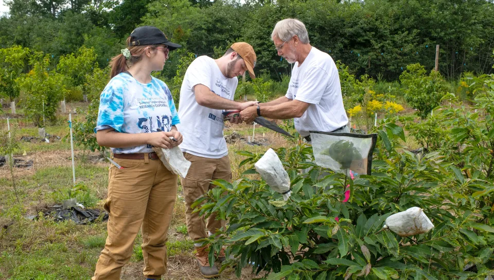 Tom Klack and two U N E students conduct research on chestnut trees