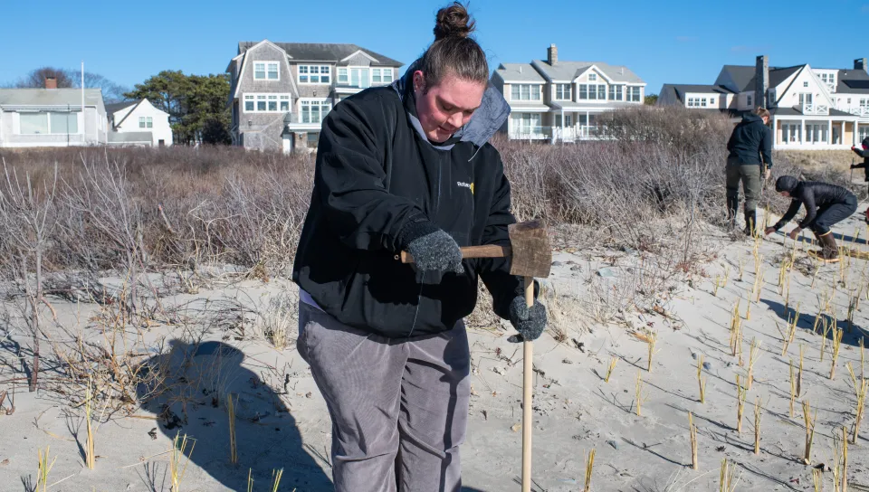 On March 7, seven students recruited by UNE Assistant Professor Will Kochtitzky, Ph.D., who teaches geographic information systems (GIS), came to help the effort. The volunteer project was optional, but six out of seven students in Kochtitzky’s GIS 364 Spatial Analysis class participated. “Our coastal ecosystems are incredibly vulnerable, and this is one way we can help the coast adapt to stronger storms and higher sea levels,” said Kochtitzky in the School of Marine and Environmental Programs in the U