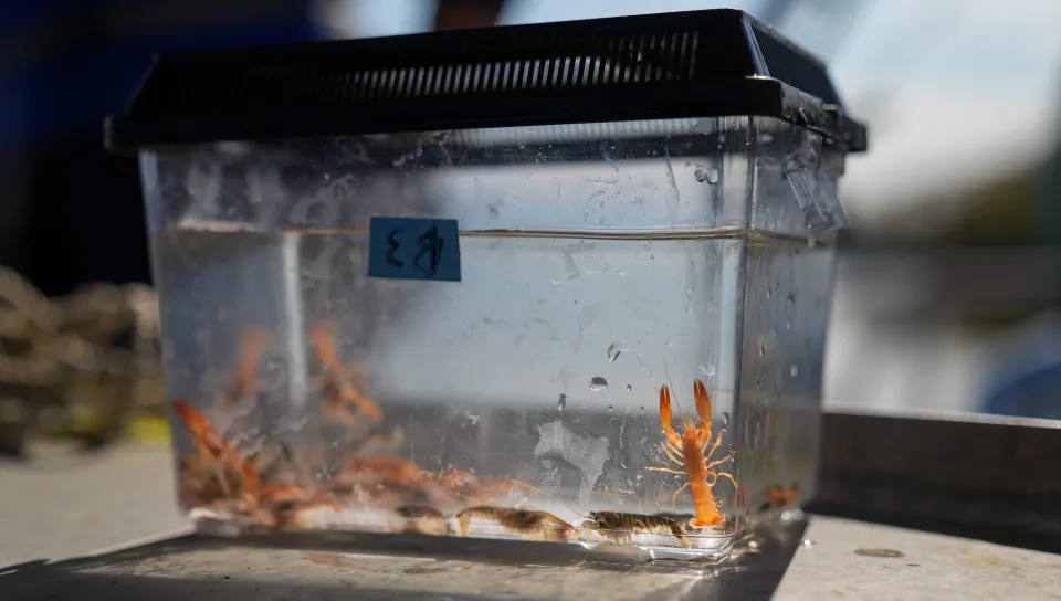 Juvenile lobsters — half a rare orange color — in a tank aboard UNE's research boat