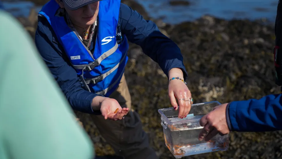 A student removes juvenile lobsters from a small tank 