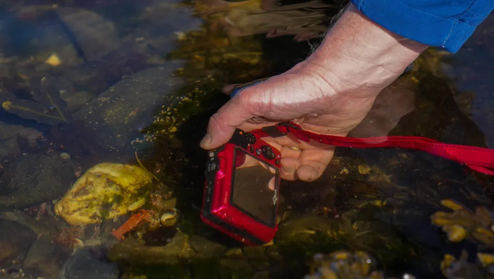 UNE's Markus Frederich takes an underwater photograph of a rare juvenile lobster