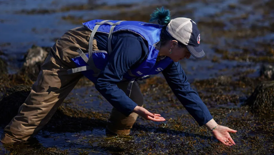 A UNE student releases a rare baby lobster into a tide pool
