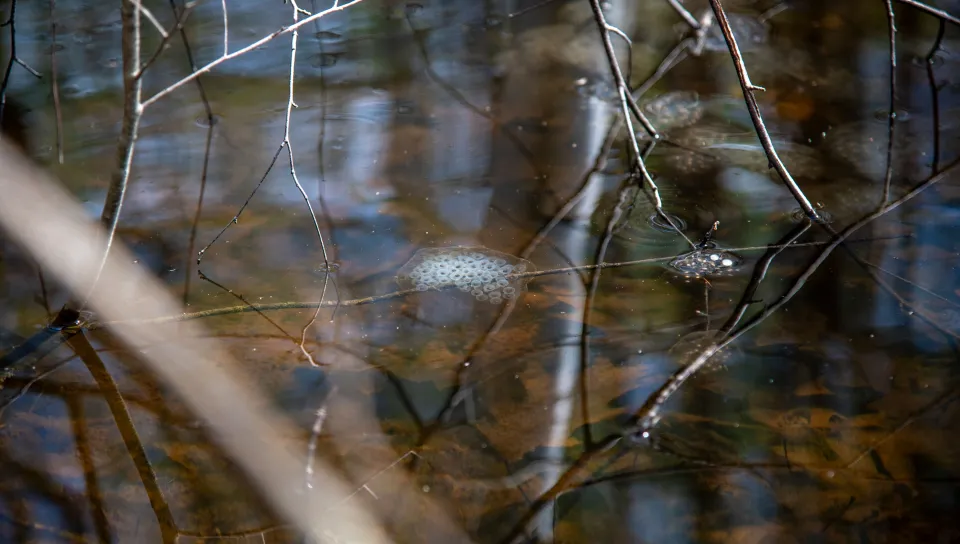 Salamander eggs float just under the surface of a vernal pool