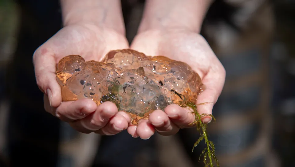 A mass of salamander eggs, held by a student