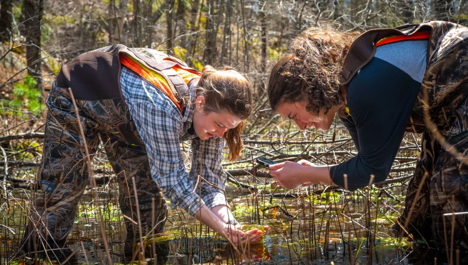 Environmental studies students examine salamander eggs in the forest