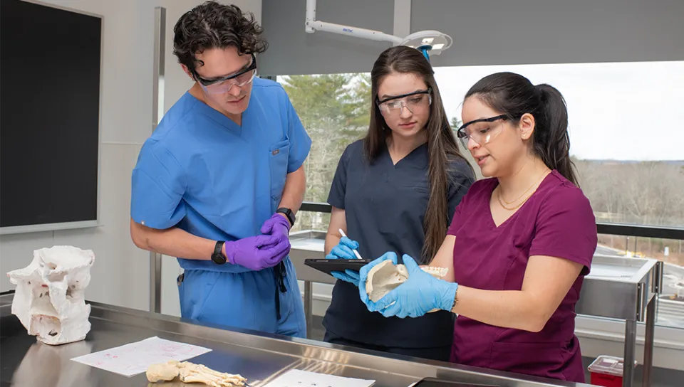 Three students in scrubs review human skeletal bones in an anatomy lab