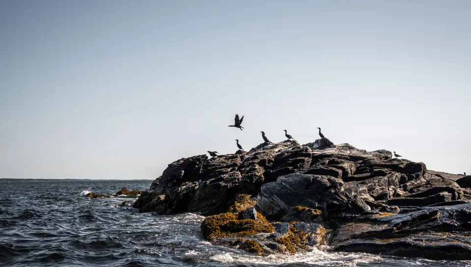 Seabirds resting at Halfway Rock