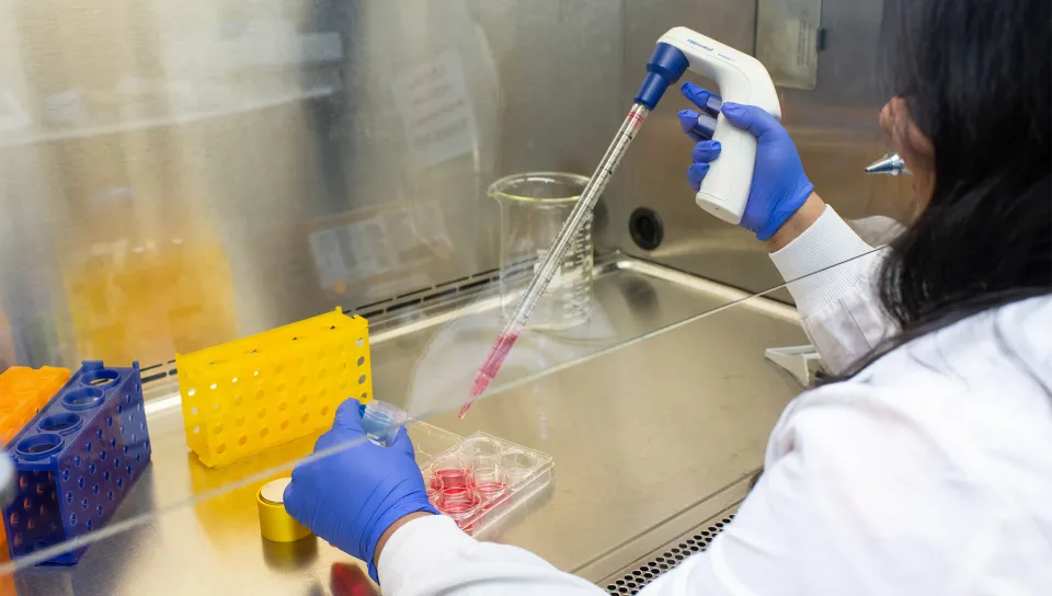 A student places a pink liquid into a container using a long pipette