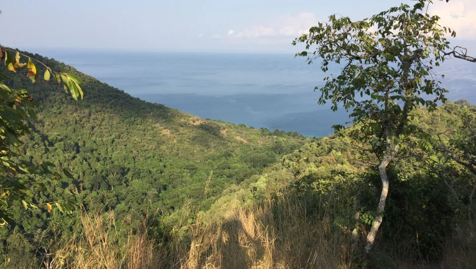 Wide view of Gombe National Park landscape