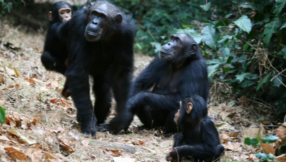 Four chimpanzees