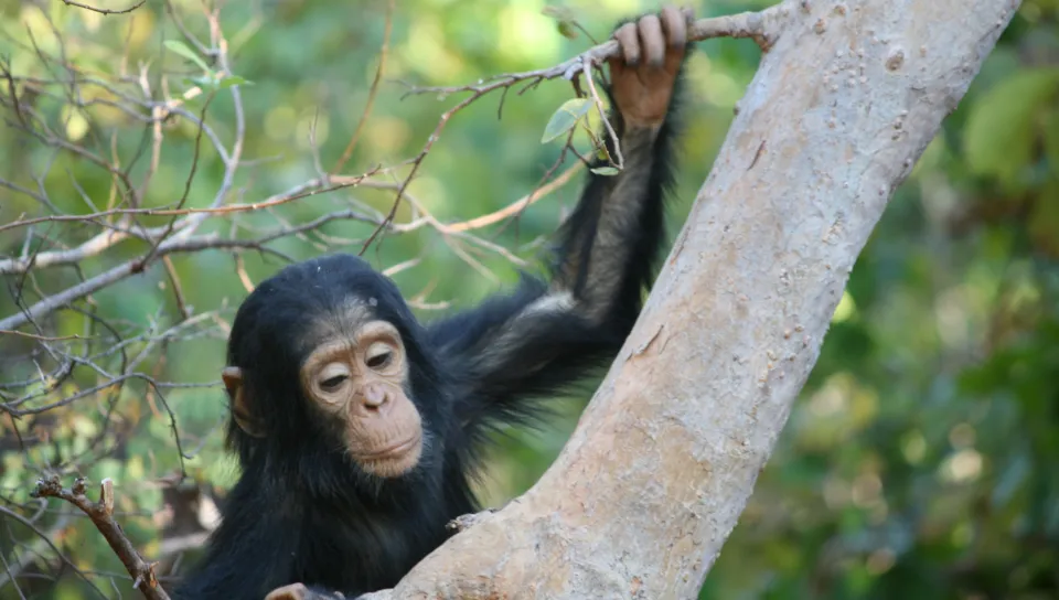 A baby chimpanzee climbs a tree
