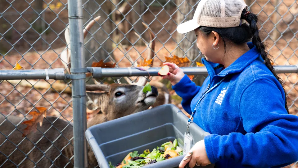 UNE senior cares for birds, mammals, and more in immersive internship with Maine Wildlife Park 