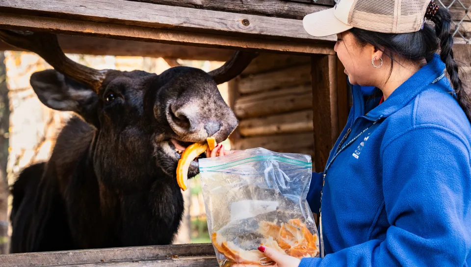 UNE senior cares for birds, mammals, and more in immersive internship with Maine Wildlife Park 