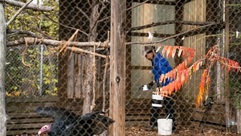 UNE senior cares for birds, mammals, and more in immersive internship with Maine Wildlife Park 