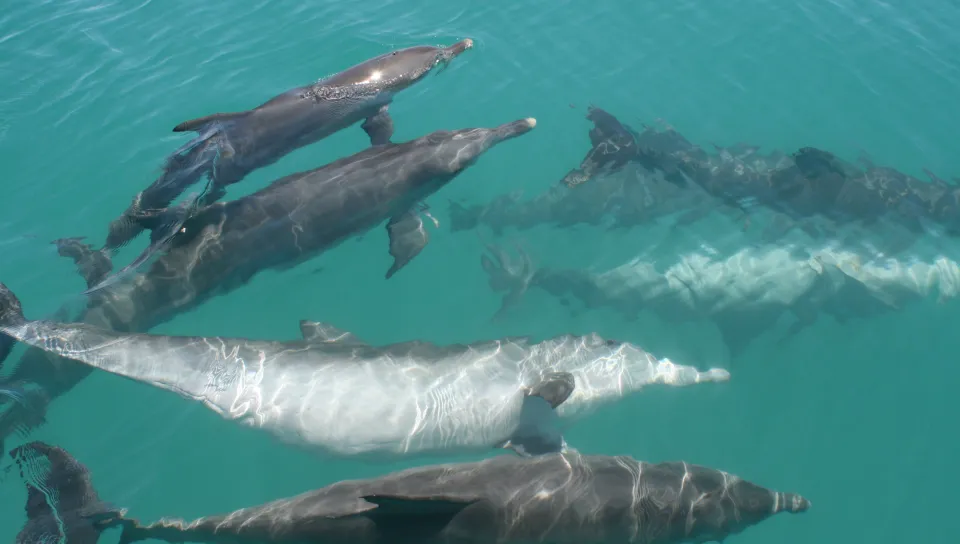Dolphones in the waters off Western Australia