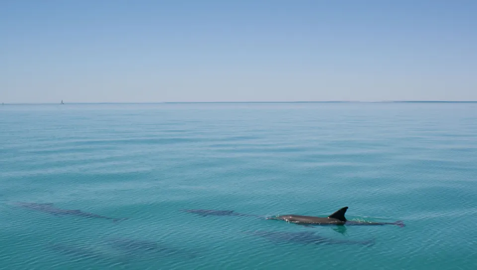 Bottlenose dolphins in the ocean off Australia