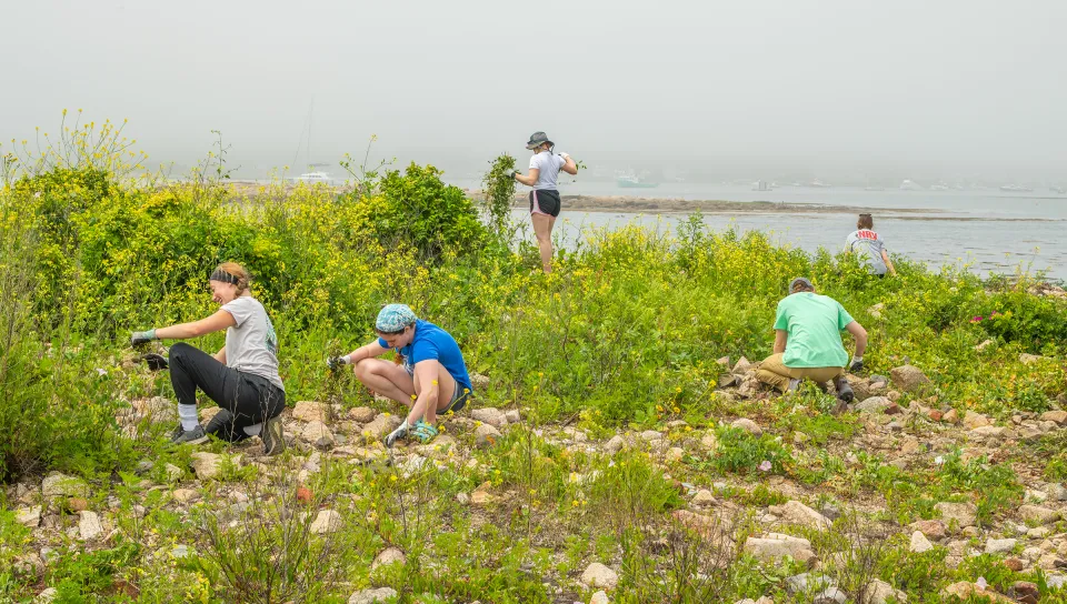 Students conducting field research on a rocky coastal shoreline with dense green vegetation, tidal pools visible in the background under foggy conditions.