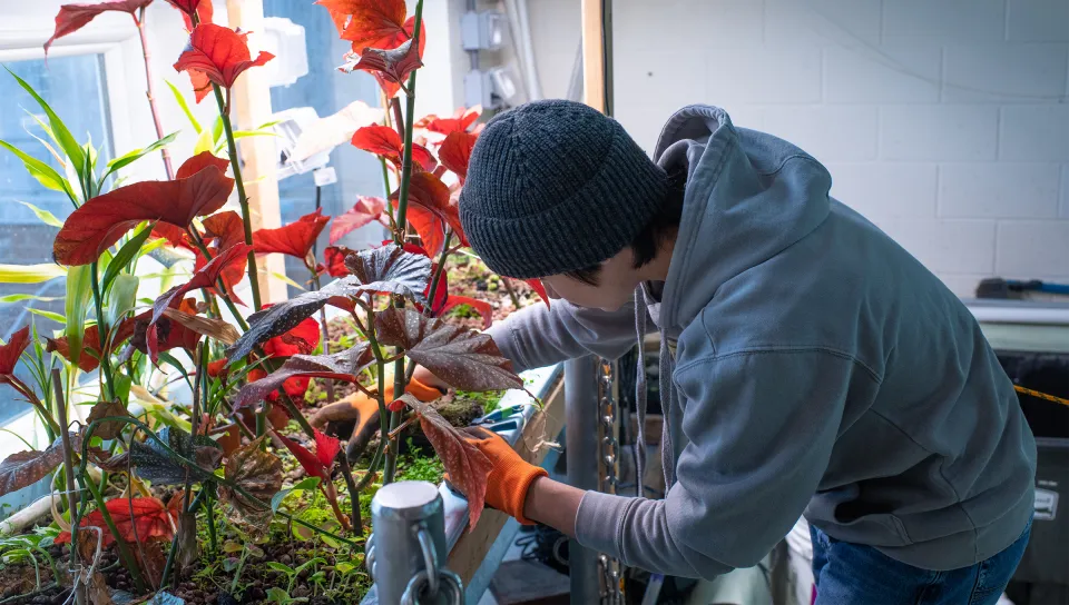 U N E student tends to vibrant red-leaved plants in an indoor garden space with greenery and grow lights.