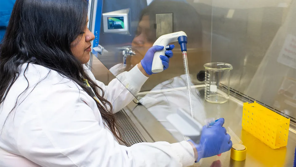 A researcher in a lab coat and gloves uses a pipette inside a biosafety cabinet during laboratory research.