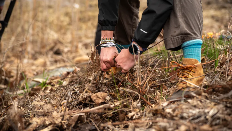 A student rips up invasive plant roots