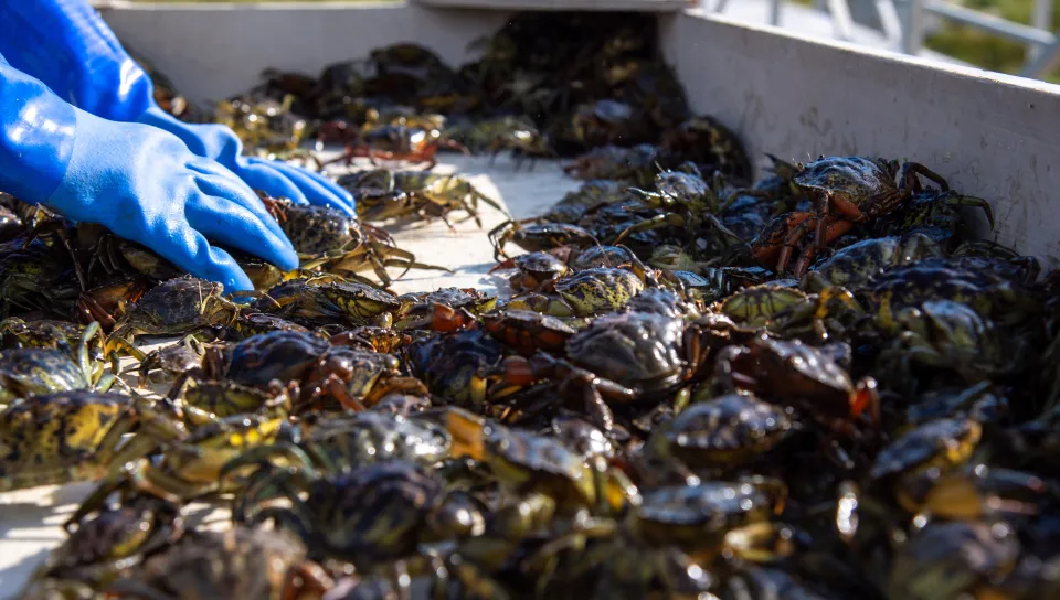 Green crabs on a sorting table