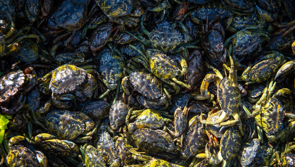 Hundreds of green crabs crawl about